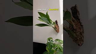 I put this HUGE Orchid on a piece of WOOD. #diy #plants #shorts