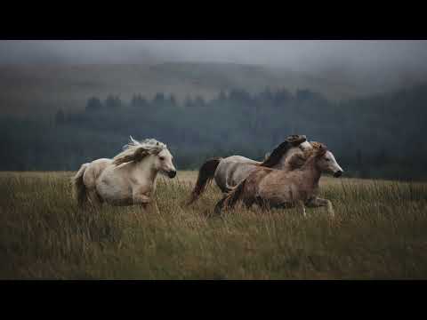 Radical Fantasy & Amir Telem - Gifts Of nature (Baez Interpretation)[Organic House]