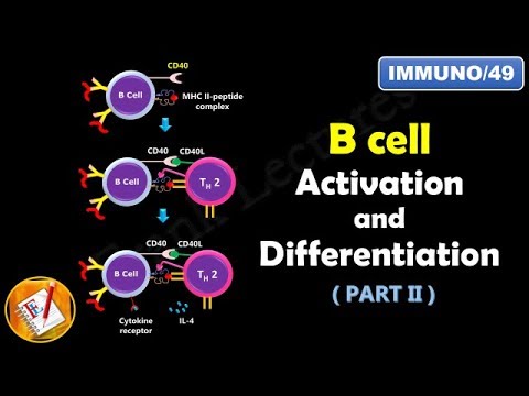 B cell Activation and Differentiation ( PART 2) : T Dependent Activation ((FL-Immuno/49)