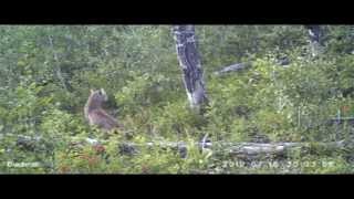 preview picture of video 'Cougar kittens with live prey (Mule Deer) - Elbroch & Quigley (2012)'