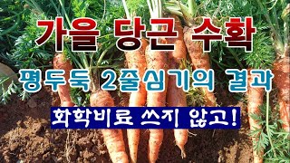 [텃밭농부 2,117]  가을당근 수확.  장기간 보관하는 방법! #당근재배