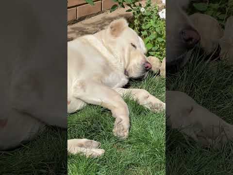 My lovely alabai dogs Anabel and Kristi Ukraine 🇺🇦 Kherson #alabaidog #алабайвидео #alabai #херсон