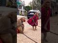 Tauba Kaise Hai Nadan Ghu Monkey Funny Comedy Cute Animals Bollywood Hindisong Dance Shorts