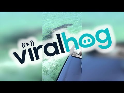 Shark vs Jet Ski | Very Close Call! || ViralHog