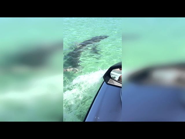 Shark vs Jet Ski | Very Close Call! || ViralHog