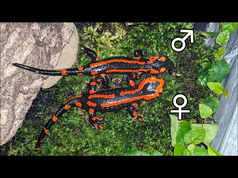 Sexing Fire Salamanders (Salamandra salamandra)