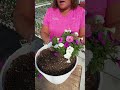 How To Plant A Flower Pillow From Proven Winners