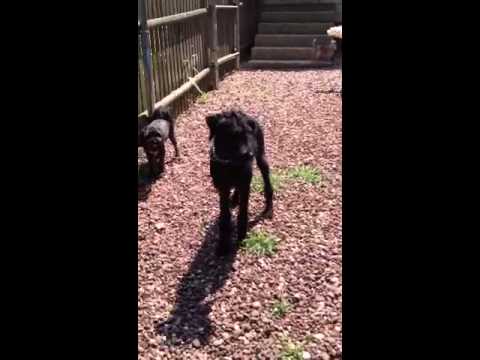 RI - ZIGGY, an adopted Labrador Retriever & Poodle Mix in Jackson, NJ_image-1