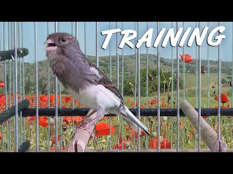 Canary Singing 12h Training Song - Make your Canary singing like a champion !!!