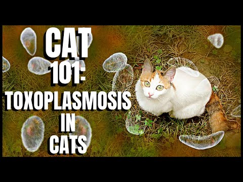 Cat 101: Toxoplasmosis in Cats