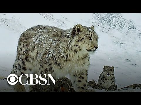 Hidden cameras help save endangered snow leopards in Siberia Video
