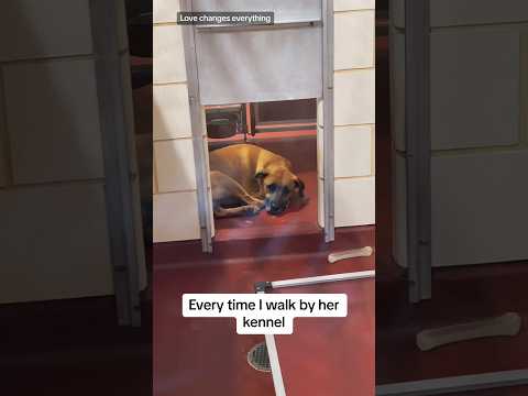 ELSA (See Video), an adopted Labrador Retriever Mix in Marietta, GA_image-1