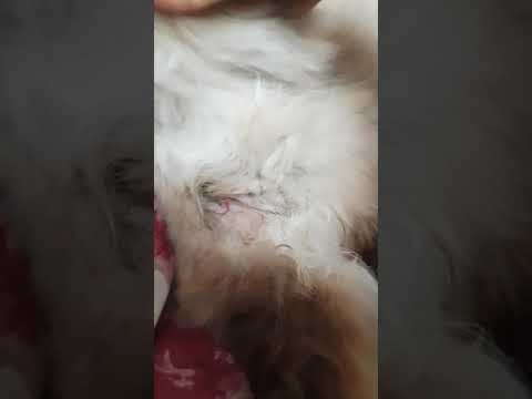 Ach Leo, du Pechvogel