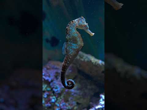 SEAHORSE - what a wonderful underwater creature #aquarium #relaxing #sea