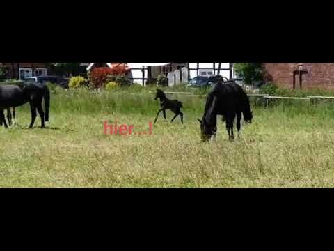 Stutfohlen  v Toulago  spielt fangen