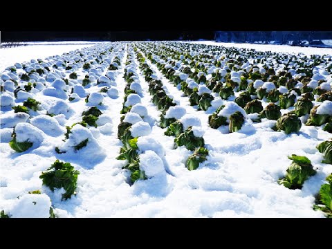 Sweet Vegetable under Snow Harvesting - Snow Vegetable Farm - Amazing Japan Agriculture Technology Video