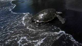 preview picture of video 'Turtle at Black Sands Beach'