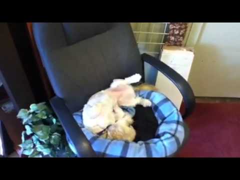 Fan Man fans are K9 approved