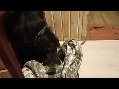 Funny cats and gogs  My Naida goes to bed