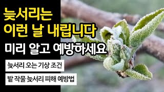 늦서리 이런 날 내립니다 미리 알고 예방하세요(늦서리 오는 기상조건, 늦서리 피해 예방법)