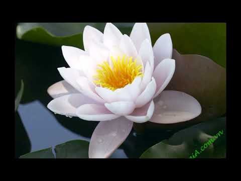 Thể hiện bởi Khang Lê