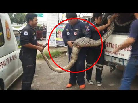 Dari apa yang mungkin penis kecil Untuk meningkatkan potensi minyak esensial