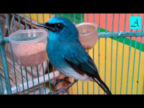 download lagu mp3 mp4 Masteran Burung Anis Biru, download lagu Masteran Burung Anis Biru gratis, unduh video klip Masteran Burung Anis Biru
