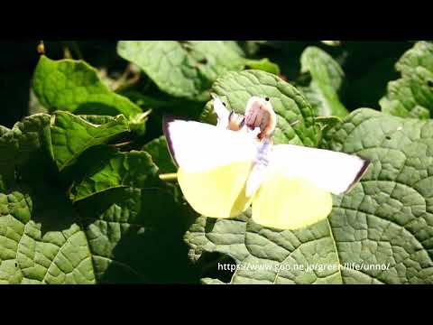 ハナカマキリが蝶を獲る決定的瞬間集