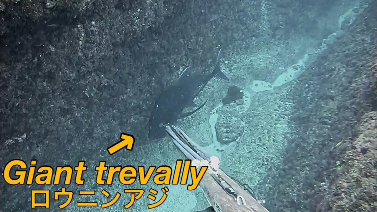海を泳いでいたらブラックGTに遭遇!!