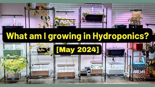 What am I growing | May 2024 | Aerogarden iDoo LetPot Spider Farmer AHopeGarden RainPoint Mufga