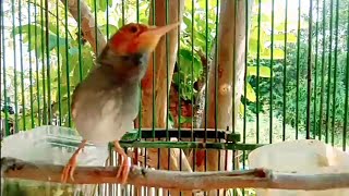 Download lagu Suara pikat prenjak kepala merah JANTAN gacor Ngotot TARUNG pancingan ampuh prenjak merah gacor mp3 Download lagu Suara pikat prenjak kepala merah JANTAN gacor Ngotot TARUNG pancingan ampuh prenjak merah gacor mp3