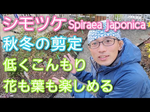 ピンクシモツケ 植物
