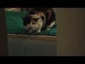 Here Kitty Kitty