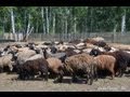 Содержание и разведение овец в фермерском хозяйстве Терешата 
