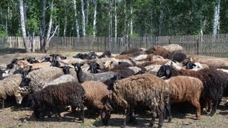 Брадзот у овец: симптомы, лечение и профилактика болезни