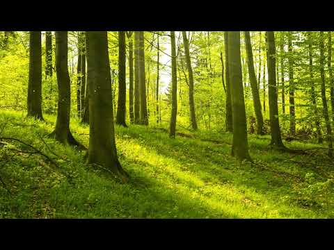 Musica para Concentrarse y Estudiar, Leer y Memorizar - Musica Relajante para Trabajar, Leer