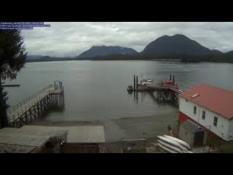 Live webcam view of Tofino Harbour Sea Kayaking Cam