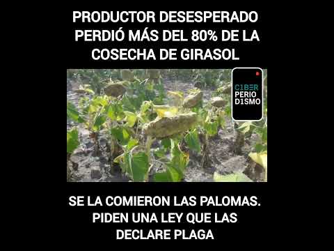 ES IMPRESIONANTE ‼️