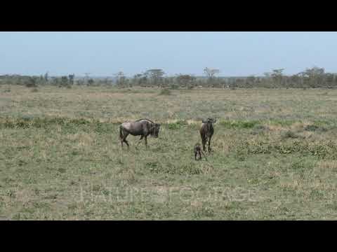 Blue Wildebeest (Connochaetes taurinus) calf walking towards the wrong mother and got pushed away