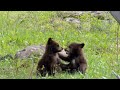 Nature Bear Cubs