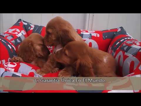 venta de cachorros y perros de raza cocker spaniel americano