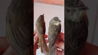 Download lagu The difference between male and female adult cigun birds, the continuation is in the video below mp3 Download lagu The difference between male and female adult cigun birds, the continuation is in the video below mp3