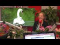 Lelystedelingen jagen op zwanenrovers!