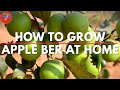 Grow Apple Ber Tree: How to grow Apple Ber at Home | Health Benefits of Apple Ber Fruits (2020)