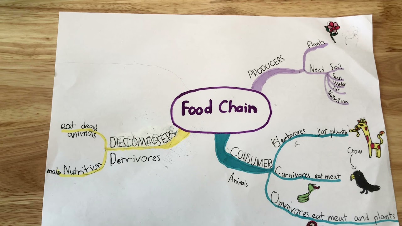 Mindmap about Food Chain