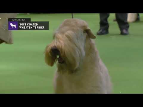 download lagu mp3 mp4 Wheaten Terrier Kennel, download lagu Wheaten Terrier Kennel gratis, unduh video klip Wheaten Terrier Kennel