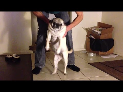 Drop the bomb Pug dancing MUST WATCH !!!!