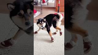 Download lagu Funny Dogs Struggling to Wear Shoes 😂 #funny #dog #shorts mp3