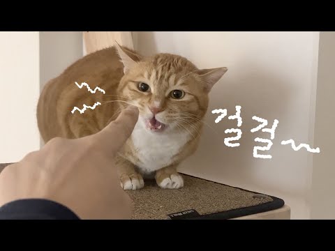 밤새도록 울다 목 쉬어버린 깍꼭이...ㅠㅠ