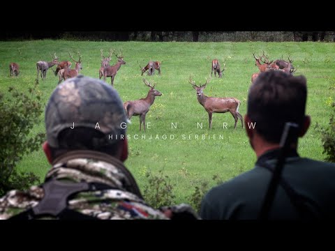 So viel Rotwild !? Hirschjagd im Urwald – jagenNRW story #24